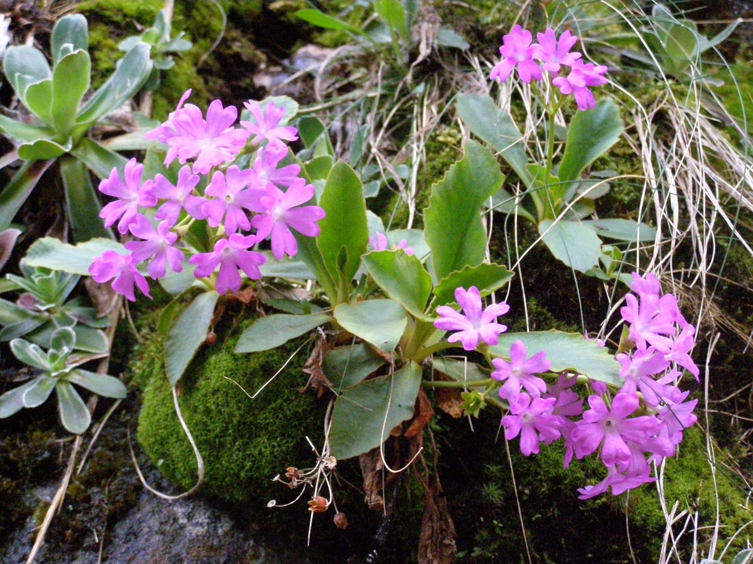 Primula hirsuta, latifolia e pedemontana a confronto